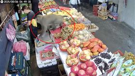 淡水竹圍發生猴子搶攤商的離譜事件。（圖／翻攝畫面）