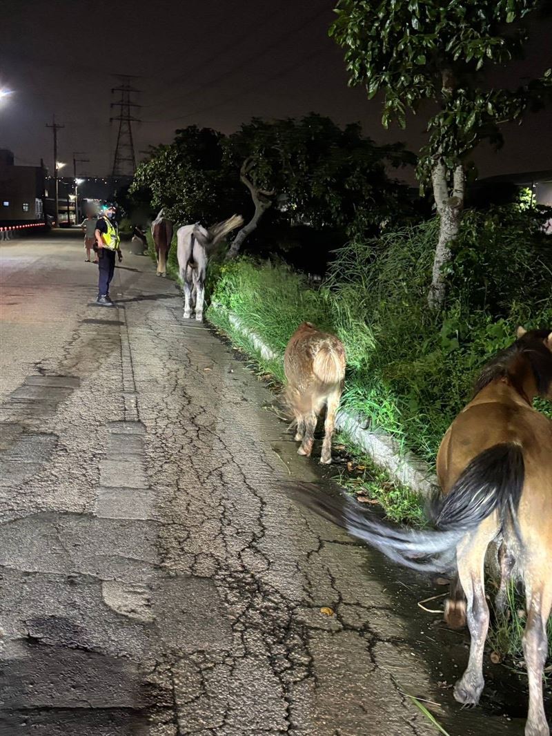 4匹馬突然出現在馬路上逛街吃草,居民擔心發生危險,立即報警。(圖/翻攝畫面)