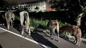 4馬翹家逛大街吃草 居民驚呆，台中龍井(圖／翻攝畫面)