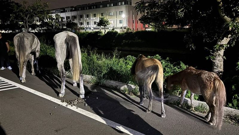 4匹馬偷溜翹家　台中糊塗飼主慘吞罰單