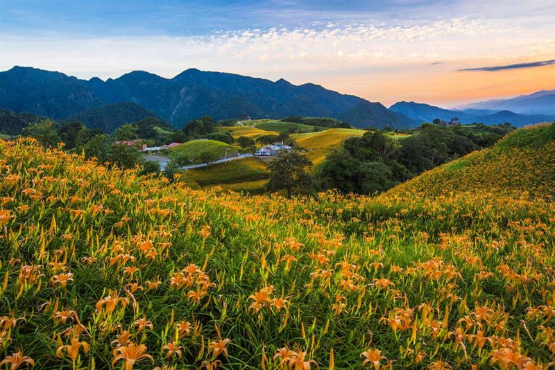 花蓮夏季最美風景之一，是赤科山金針花盛開的季節，理想大地推出三天二夜「金針花開浪漫理想之旅」優惠住房專案。（圖／飯店旅宿業者提供）