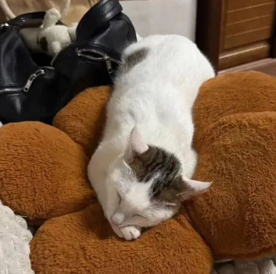 （圖／翻攝自微博）