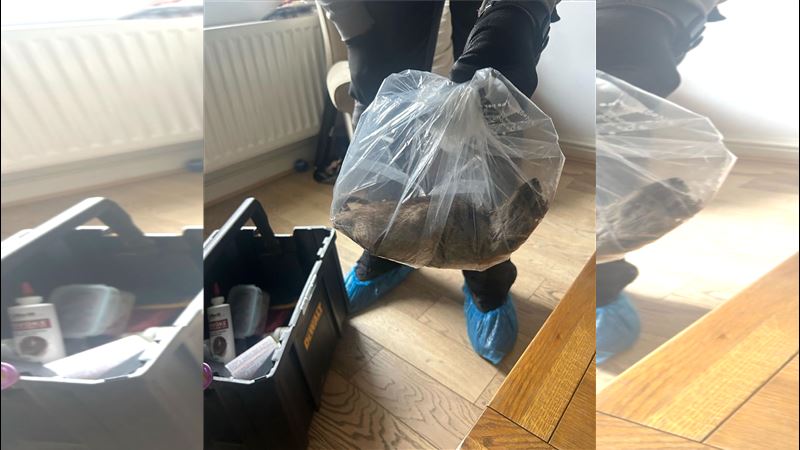 驚悚!黑影入侵民宅誤當貓 竟是56cm巨鼠