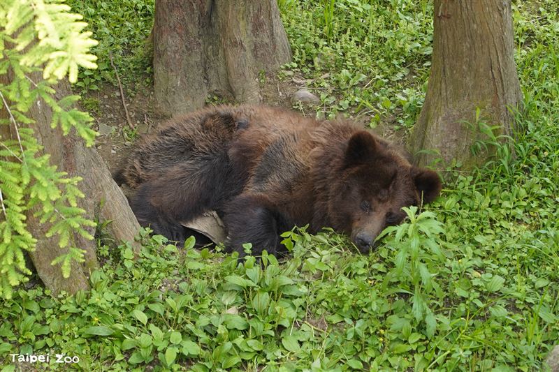 動物園棕熊「小喬」近日出現沒精神與食慾下降等症狀。（圖／翻攝自動物園臉書）