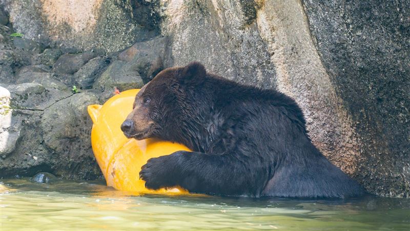 棕熊小喬病情惡化!動物園評估安寧照護