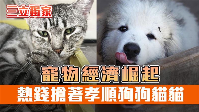 台灣寵物飼養家庭數已突破260萬戶，平均每3至4戶家庭就有1戶飼養犬貓。（圖／三立）