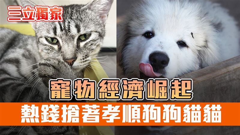 少子高齡化推升飼養需求，毛孩成新家庭核心，保險市場應勢崛起，富邦產險、國泰、明台推出認養寵專案保單，結合補助政策推動認養不棄養。（圖／資料照）