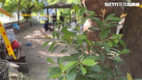 台東,涼亭,鯉魚山,死亡,遺體