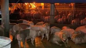 養豬場,大火,床墊工廠,彰化（圖／翻攝畫面）