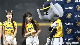 ▲PS女孩韓籍成員邊荷律和中信兄弟吉祥物小翔互動。（圖／記者劉彥池攝影）