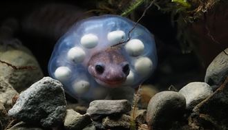 父愛動人！阿里山山椒魚爸爸的甜甜圈奇蹟