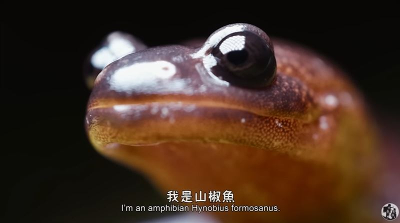 網友全哭了！阿里山山椒魚爸爸「頭掛甜甜圈卵串」是最深的父愛告白。（圖／翻攝自《山椒魚來了》電影預告）