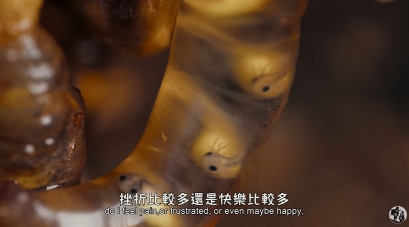網友全哭了！阿里山山椒魚爸爸「頭掛甜甜圈卵串」是最深的父愛告白。（圖／翻攝自《山椒魚來了》電影預告）