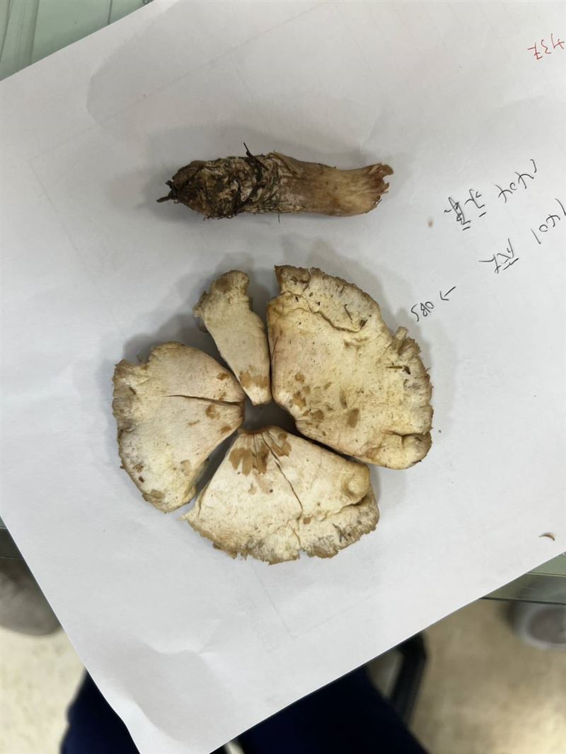 綠褶菇外觀。（圖／北榮提供）