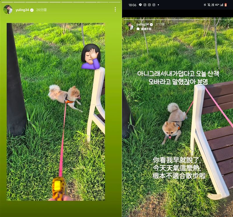 邊荷律近日返韓陪愛犬Tory散步，怎料遇上烈日太熱直接「原地罷工」。（組合圖／翻攝自yuling34 IG）