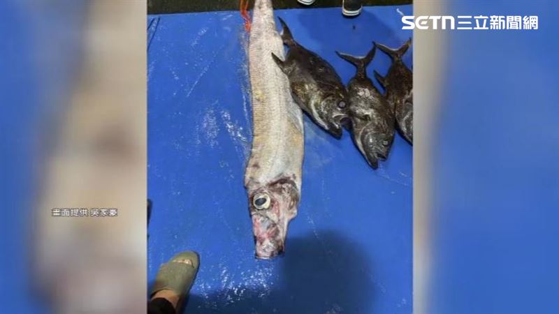 「地震魚」於地震後出現在澎湖，引發關注。（圖／吳家豪提供）