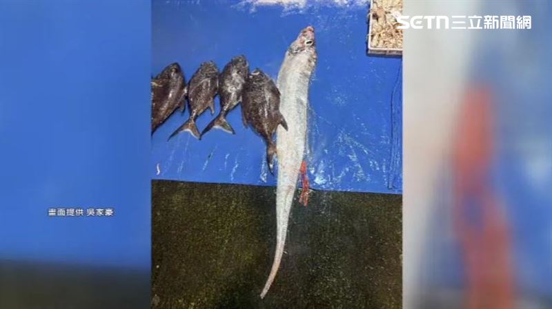 台灣東部海域發生6.2地震後，罕見「地震魚」出現在澎湖被捕獲。（圖／吳家豪提供）