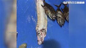 台灣東部海域6.2地震後…罕見「地震魚」出現在澎湖！專家解釋了。（圖／吳家豪提供）