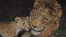 《獅子王：木法沙》中反派角色，是致敬日本漫畫之神手塚治虫60年代的經典創作《小獅王》。（圖／迪士尼提供）