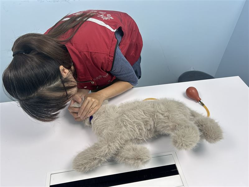 動保處人員示範「貓咪心肺復甦術(CPR)」。(圖/翻攝畫面)
