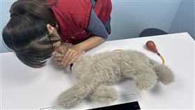 貓咪CPR。（圖／翻攝畫面）