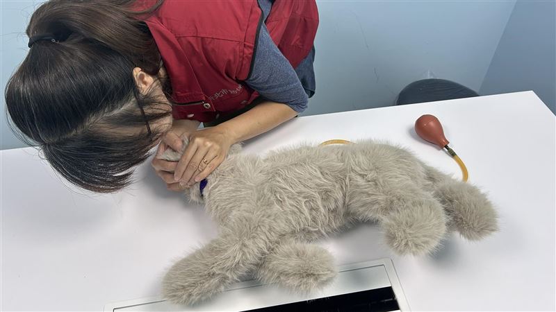 新北市動保處推廣貓咪CPR　掌握生命權益