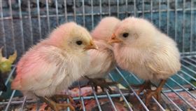 可愛的日本雞被熱情民眾發現，在動保處的協助下順利找到家。（圖／翻攝畫面）