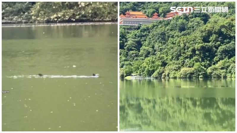 梅花湖有水怪？長度約孩身高　專家曝真相