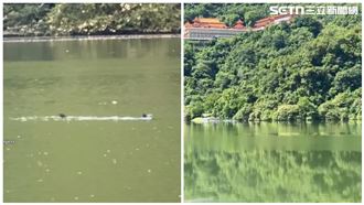 梅花湖有水怪？長度約孩身高　專家曝真相