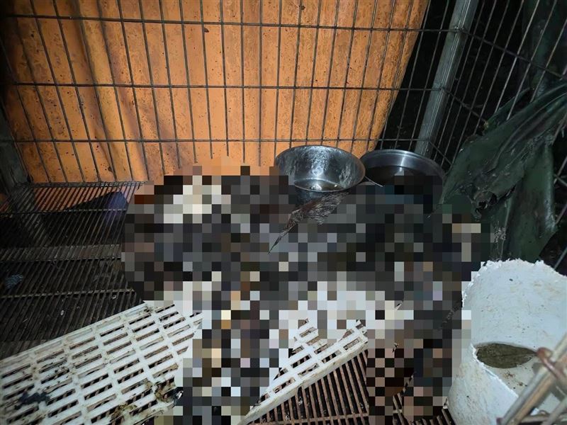 一整排的狗籠中都是狗屍。（圖／新竹市浪愛傳遞貓狗tnvr協會 提供）