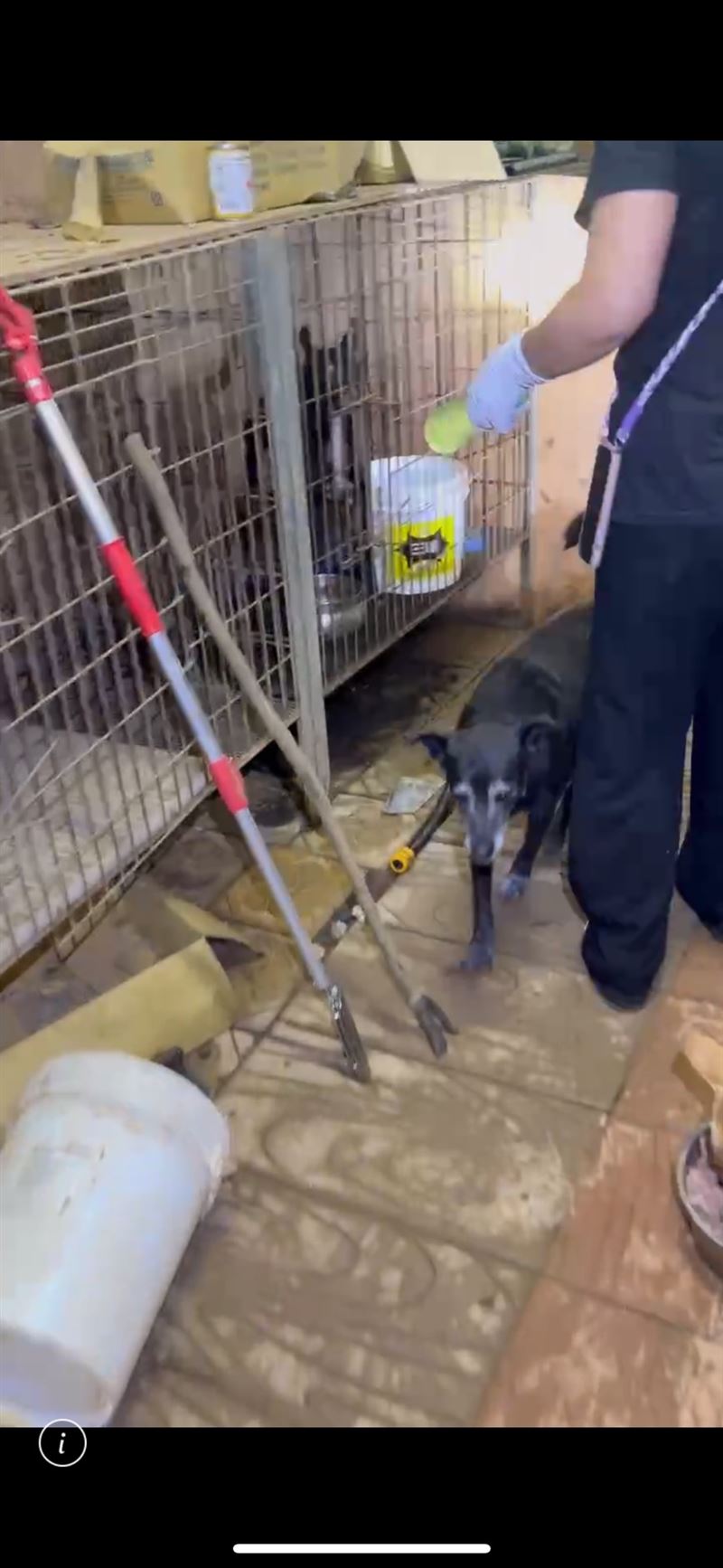 新竹縣一處狗園10多隻流浪犬遭餓死。(圖/新竹市浪愛傳遞貓狗tnvr協會 提供)