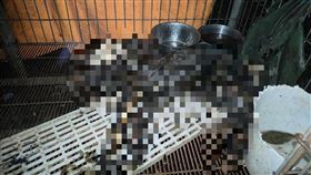 藍爸,狗園,餓死,白骨,新竹（圖／新竹市浪愛傳遞貓狗tnvr協會 提供、翻攝畫面）