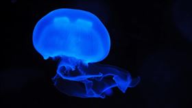 ▲水母凝膠狀般的身體，使牠們得以通過第一層過濾網。（示意圖／PIXABAY）