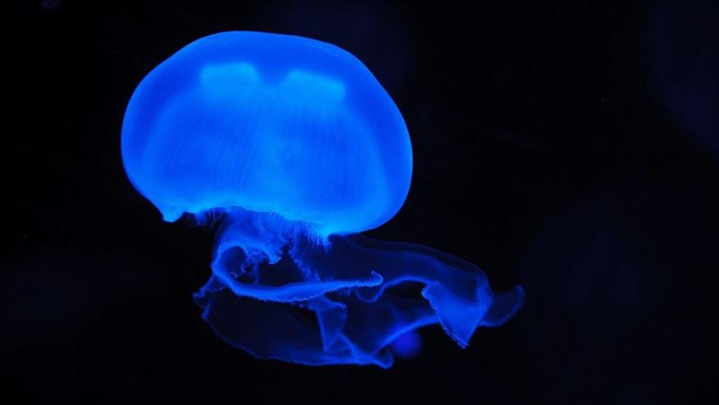 水母大軍群聚惹禍 法核電廠接連緊急關機