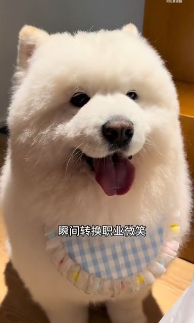 受過訓練的狗狗,還會對客人賣笑撒嬌。(圖/翻攝自微博)