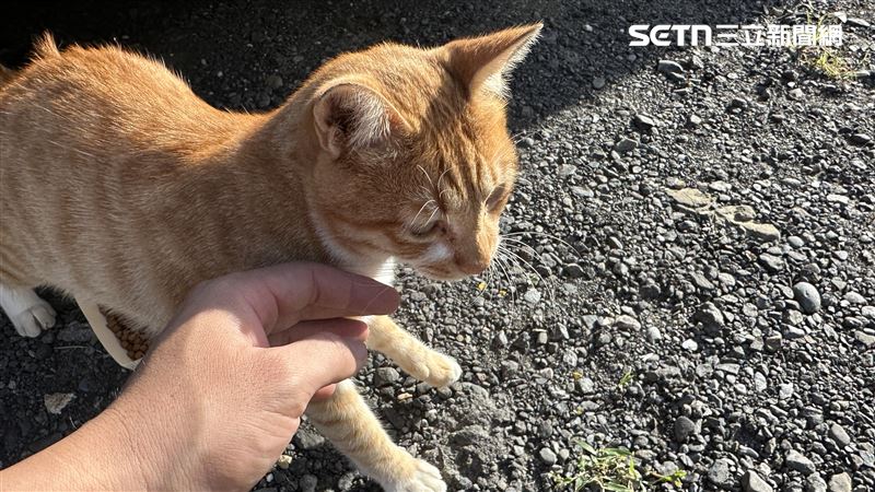 日本寵物網《ねこちゃんホンポ》羅列出「5個老化跡象」。(圖/記者陳弘逸攝影)