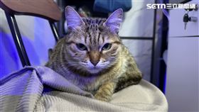 飼主,貓咪,身體,變化,毛髮,肉球,獸醫,喵星人,跡象,晚年,眼睛,乾紋,肌膚,皮屑▲圖片描述。（圖／記者陳弘逸攝影）