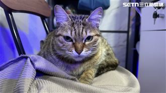 今12/15「貓奴日」由來曝　漏1事恐噴3千