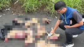 狗肉,支解,越南,移工,動保法,雲林,流浪狗（圖／雲林縣動植物防疫所提供）