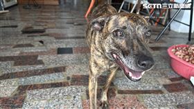 虎斑犬,流浪狗,狗（圖／記者陳弘逸攝影）