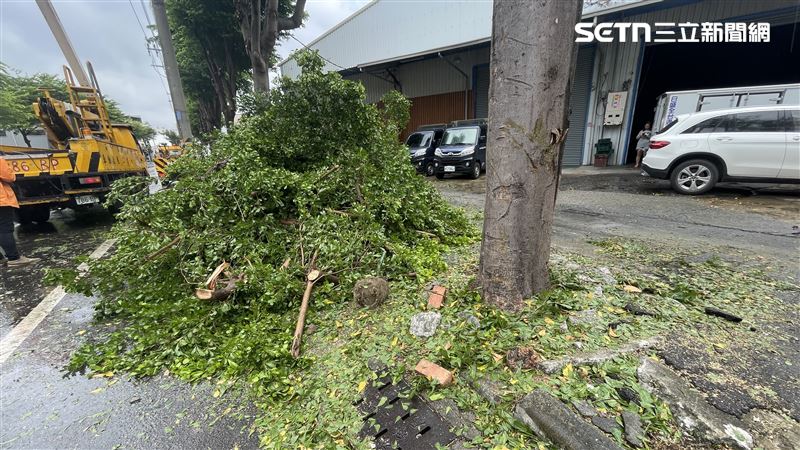 因公園處樹木修剪不慎碰觸線路設備,造成線路跳脫事故。(圖/翻攝畫面)