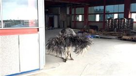 宜蘭,羅東,鴕鳥,飼主,五結鄉。（圖／翻攝畫面）