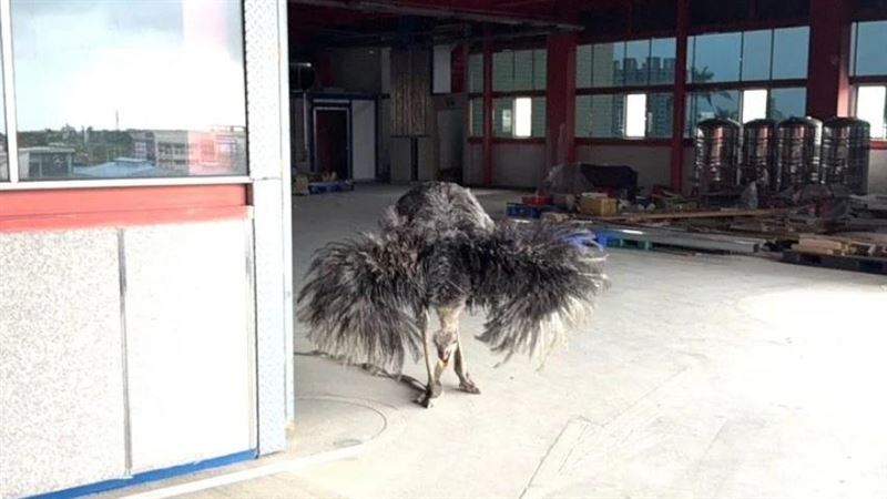 宜蘭縣羅東大街出現鴕鳥狂奔。(圖/翻攝畫面)