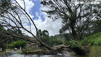 楊柳中颱9級強陣風　北市路樹被攔腰吹斷