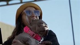 ▲世界最醜狗狗冠軍Petunia。（圖／三立新聞網）