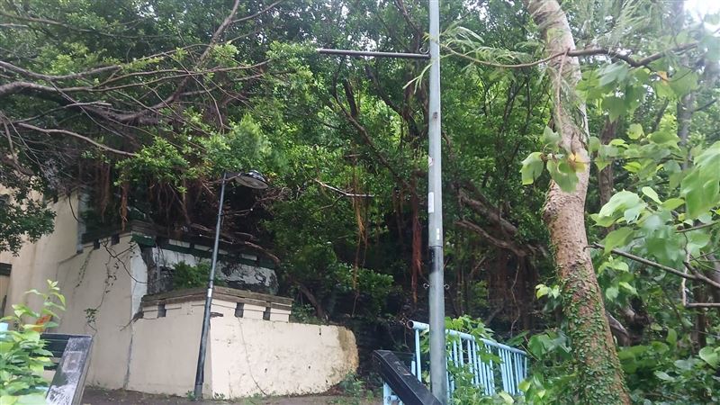 高雄市西子灣十八王公廟附近樹林發現一具男屍。(圖/翻攝畫面)