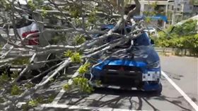 楊柳颱風，發威，苗栗竹南游泳池停車場2樹倒，砸5車(圖／翻攝畫面)