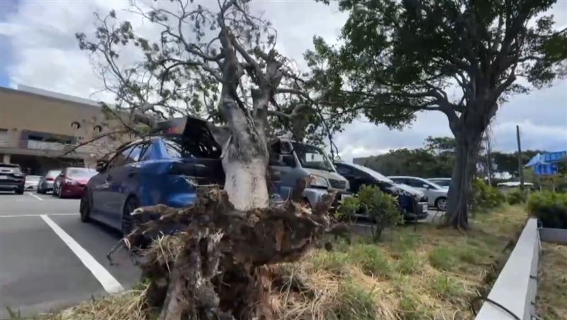 楊柳颱風發威，苗栗竹南游泳池停車場2棵樹被強風吹倒，砸毀5輛轎車。(圖／翻攝畫面)