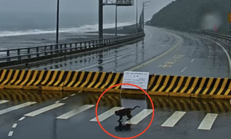 猴群們相約到橋上觀浪。(圖/翻攝自Youtube Amazing Taitung 台東就醬玩)