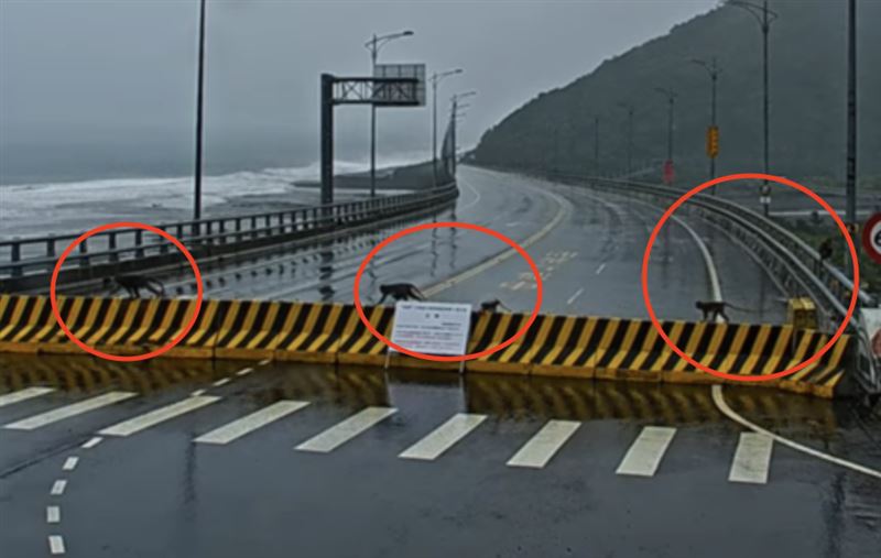 猴群們大帶小通過護欄往海邊移動。(圖/翻攝自Youtube Amazing Taitung 台東就醬玩)